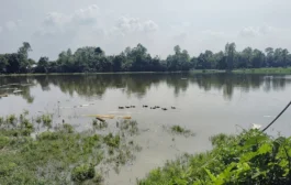 ধুনটে বিএনপির নেতাদের বিরুদ্ধে জলাশয় দখল ও মাছ লুট করার অভিযোগ