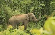 কর্ণফুলীতে হাতির আক্রমণে কৃষকের মৃত্যু